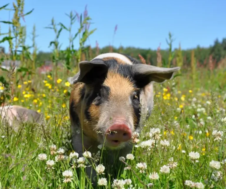 Slang niemiecki - Schwein haben